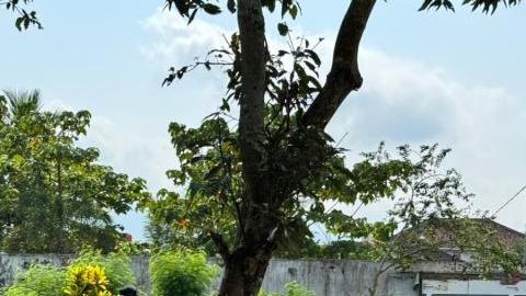 Hari Lingkungan Hidup 2025